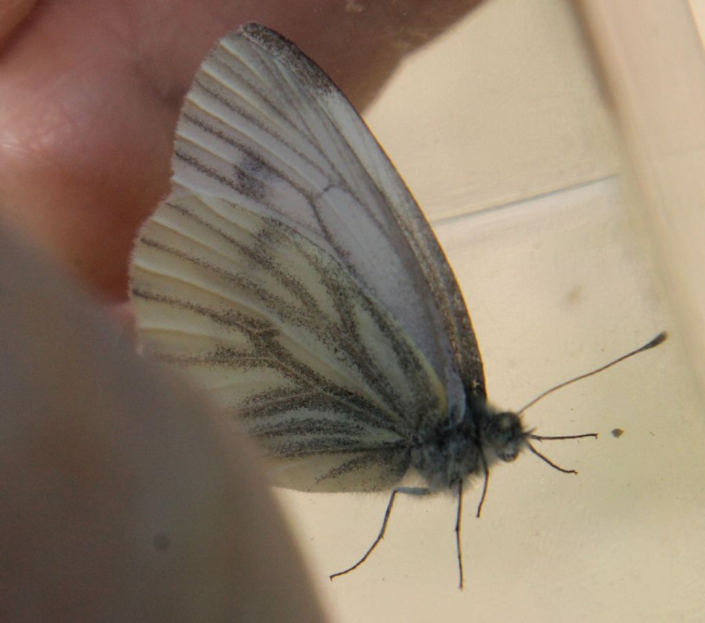 Pieris bryoniae o napi?  P. napi